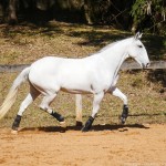 Luxúria Interagro/Interagro Lusitanos