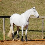 Luxúria Interagro/Interagro Lusitanos