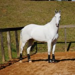 Luxúria Interagro/Interagro Lusitanos