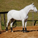 Luxúria Interagro/Interagro Lusitanos