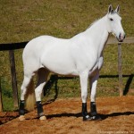 Luxúria Interagro/Interagro Lusitanos