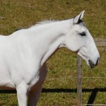 Luxúria Interagro/Interagro Lusitanos