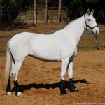 Luxúria Interagro/Interagro Lusitanos