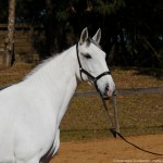 Luxúria Interagro/Interagro Lusitanos