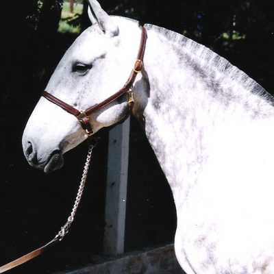 Marota Interagro/Interagro Lusitanos