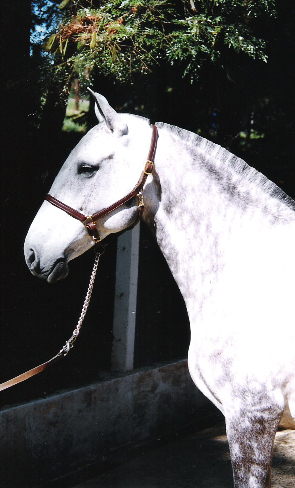 Marota Interagro/Interagro Lusitanos