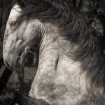 Matreiro Interagro, grey Lusitano stallion/Fagner Almeida