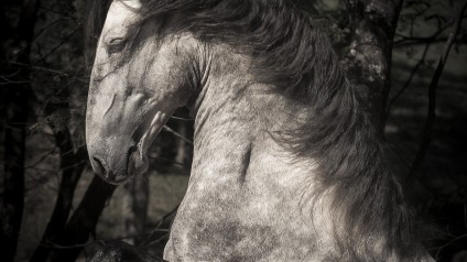 Matreiro Interagro, grey Lusitano stallion/Fagner Almeida