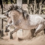 Matreiro Interagro, grey Lusitano stallion/Fagner Almeida