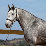 Mágico Interagro, grey Lusitano gelding/TUPA