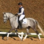 Mágico Interagro, grey Lusitano gelding/TUPA