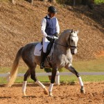 Mágico Interagro, grey Lusitano gelding/TUPA