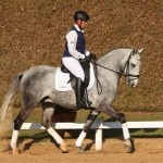 Mágico Interagro, grey Lusitano gelding /TUPA