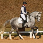 Mágico Interagro, grey Lusitano gelding /TUPA
