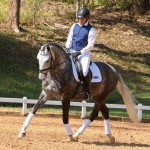 Mileto Interagro, grey Lusitano/TUPA