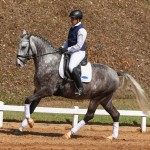 Mileto Interagro, grey Lusitano/TUPA