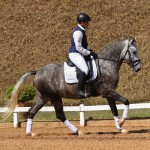 Mileto Interagro, grey Lusitano/TUPA