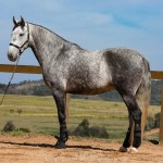 Mágico Interagro, grey Lusitano gelding/TUPA