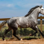 Mágico Interagro, grey Lusitano gelding/TUPA