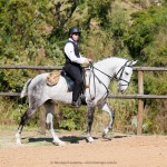 Mágico Interagro, talented Lusitano in training for Working Equitation for sale