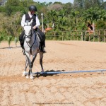 Mágico Interagro, talented Lusitano in training for Working Equitation for sale