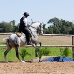 Mágico Interagro, talented Lusitano in training for Working Equitation for sale