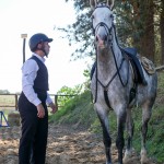 Mágico Interagro, talented Lusitano in training for Working Equitation for sale