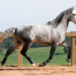 Mágico Interagro, grey Lusitano gelding/ Interagro Lusitanos