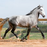Mágico Interagro, grey Lusitano gelding/ Interagro Lusitanos