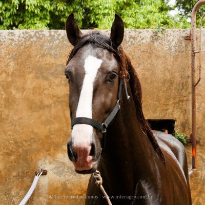 Magno Interagro/Interagro Lusitanos