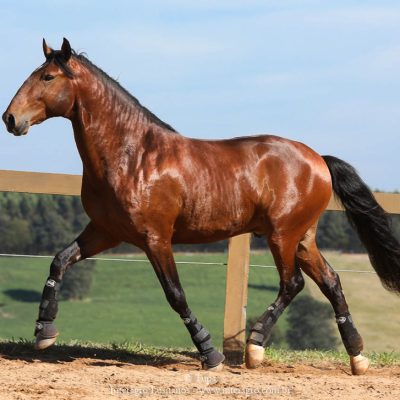 Matutino Interagro, bay Lusitano gelding/TUPA