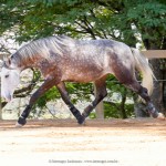 Mileto Interagro, grey Lusitano/Interagro Lusitanos