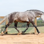 Mileto Interagro, grey Lusitano/Interagro Lusitanos