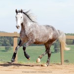 Mileto Interagro, grey Lusitano/Interagro Lusitanos