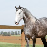 Mileto Interagro, grey Lusitano/Interagro Lusitanos