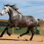 Mileto Interagro, grey Lusitano/TUPA
