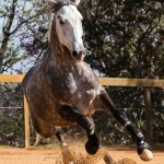 Mileto Interagro, grey Lusitano/TUPA