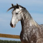 Mileto Interagro, grey Lusitano/TUPA