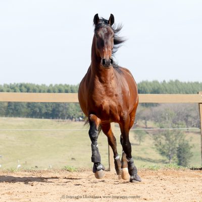 Mosteiro Interagro, bay Lusitano gelding/Interagro Lusitanos