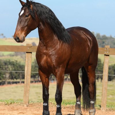 Mozarabe Interagro, 16.3+ bay Lusitano gelding /TUPA