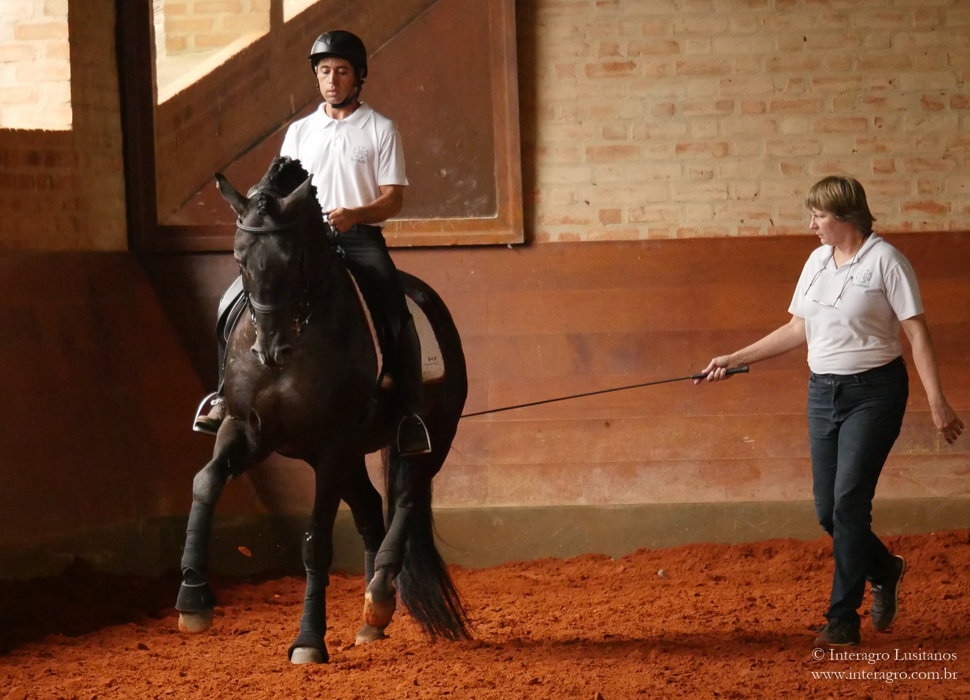 Zíngaro Interagro/Interagro Lusitanos