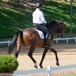 Ímpio Interagro, bay Lusitano gelding for sale. Photo: IInteragro Lusitanos