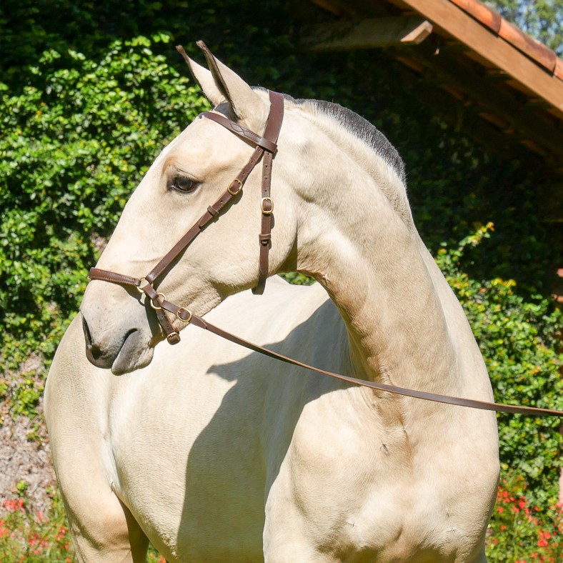 Oblata Interagro, buckskin Lusitano filly for sale at 18th Interagro Yearlings Auction (August 31st, 2019)