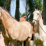 Oblata Interagro & dam Carmelita Interagro/Interagro Lusitanos