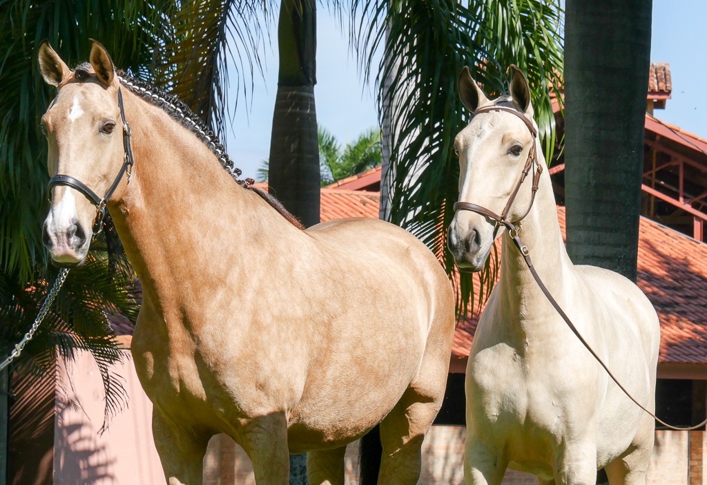 Oblata Interagro & dam Carmelita Interagro/Interagro Lusitanos