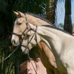 Oblata Interagro & dam Carmelita Interagro/Interagro Lusitanos