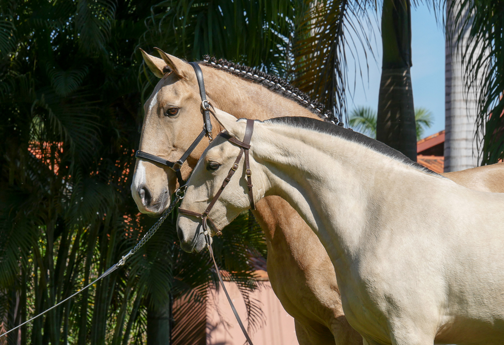Oblata Interagro & dam Carmelita Interagro/Interagro Lusitanos