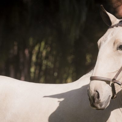Oblata Interagro, buckskin Lusitano filly for sale at 18th Interagro Yearlings Auction (August 31st, 2019)