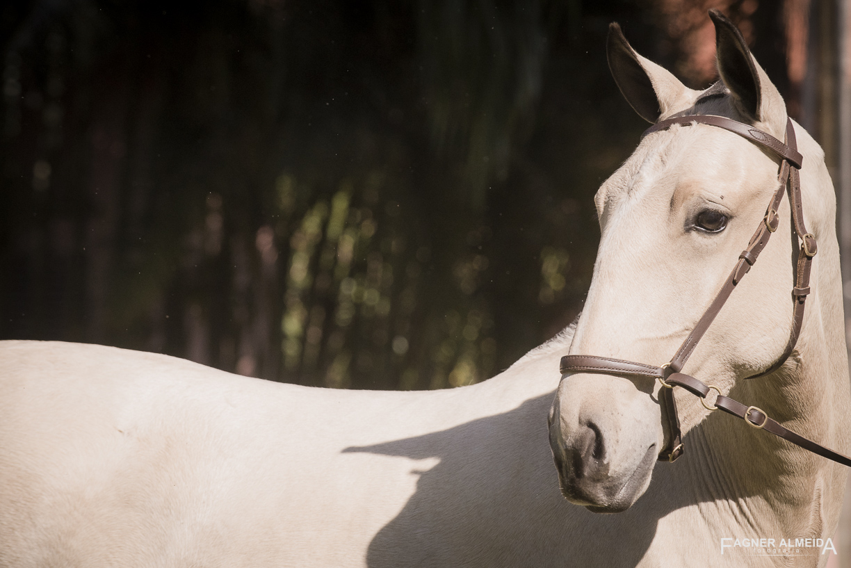 Oblata Interagro, buckskin Lusitano filly for sale at 18th Interagro Yearlings Auction (August 31st, 2019)