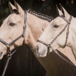 Oblata Interagro, buckskin Lusitano filly for sale at 18th Interagro Yearlings Auction (August 31st, 2019)
